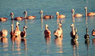 Reserva Laguna Nimez: Balance del año 2021