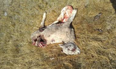 Perros Sueltos: El problema dejó de ser solo urbano 