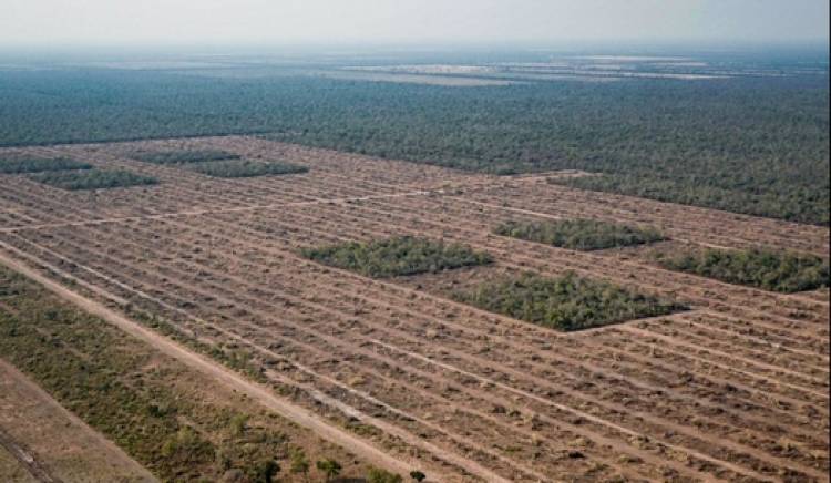 A pesar de la cuarentena los desmontes no frenaron en el país