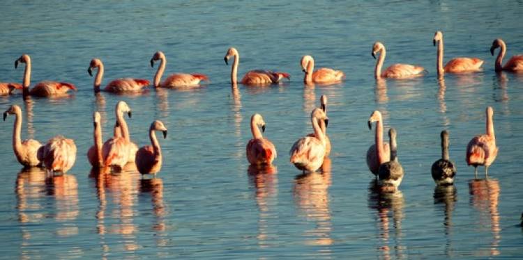 Reserva Laguna Nimez: Balance del año 2021